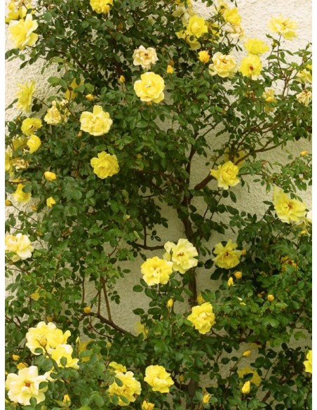 Golden Showers żółte róże pnące