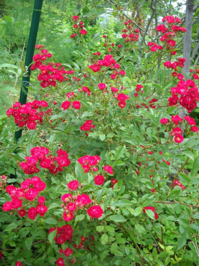 roze okrywowe Alberich czerwone