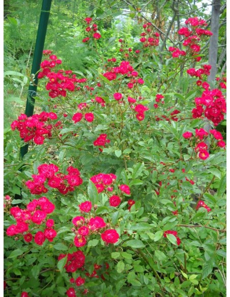 roze okrywowe Alberich czerwone