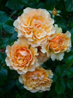 róże rabatowe AMBER QUEEN