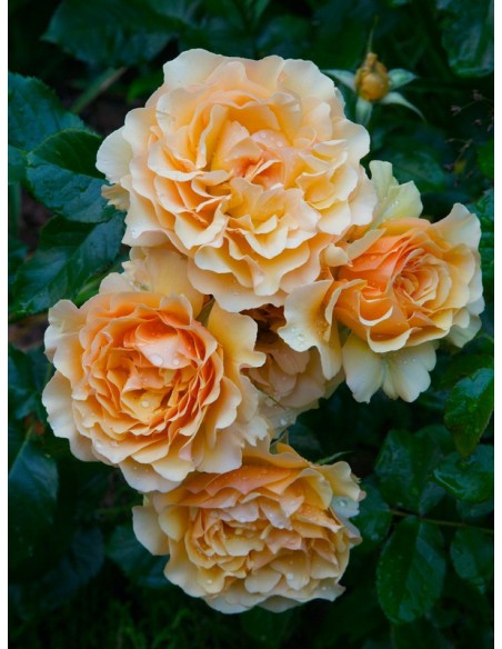 róże rabatowe AMBER QUEEN