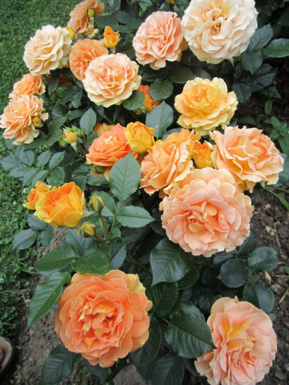 roze rabatowe AMBER QUEEN