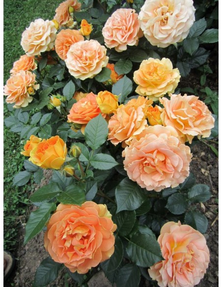 roze rabatowe AMBER QUEEN