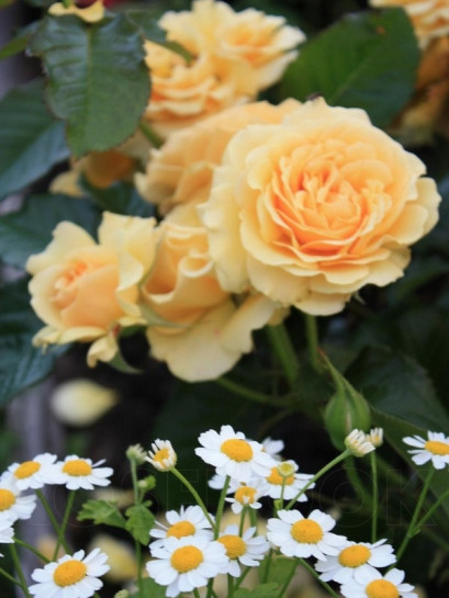 AMBER QUEEN róże rabatowe