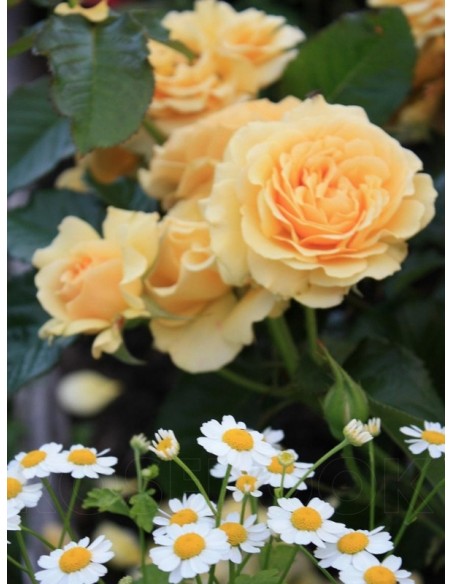 AMBER QUEEN róże rabatowe