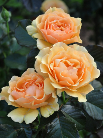 rabatowe róże AMBER QUEEN