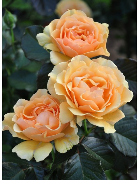 rabatowe róże AMBER QUEEN