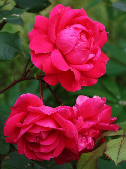 róże krzaczaste Aleksander MacKenzi