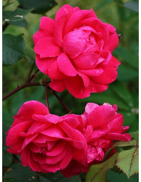 róże krzaczaste Aleksander MacKenzi