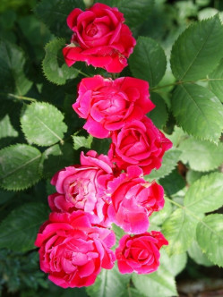 róże krzaczaste Aleksander MacKenzi 2