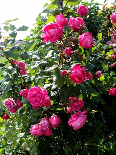  parkowe Aleksander MacKenzi