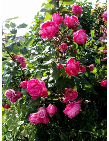  parkowe Aleksander MacKenzi