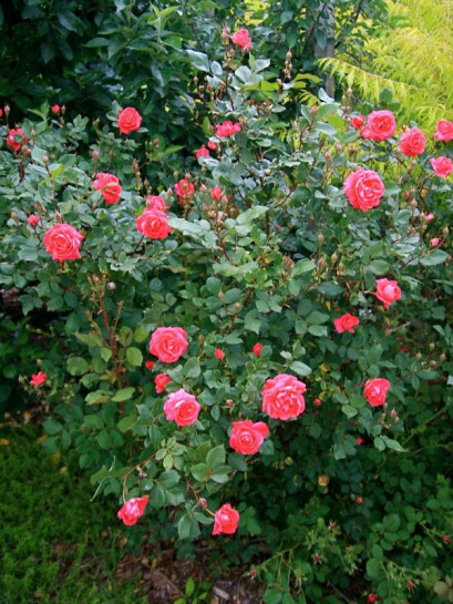 roze krzaczaste Aleksander MacKenzi