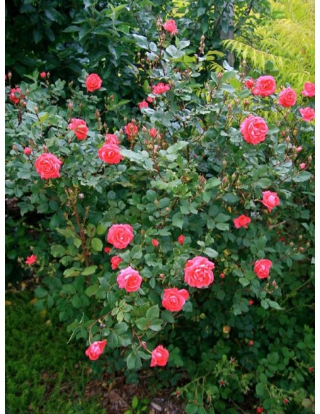 roze krzaczaste Aleksander MacKenzi