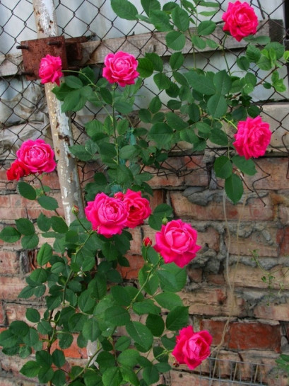 krzaczaste róże Aleksander MacKenzi