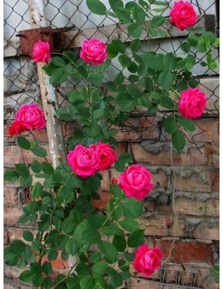 krzaczaste róże Aleksander MacKenzi