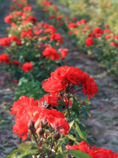 czerwone róże satchmo