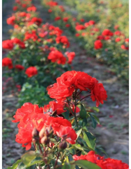 czerwone róże satchmo