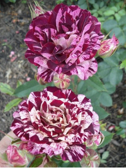 New Imagine wielobarwne róże rabatowe