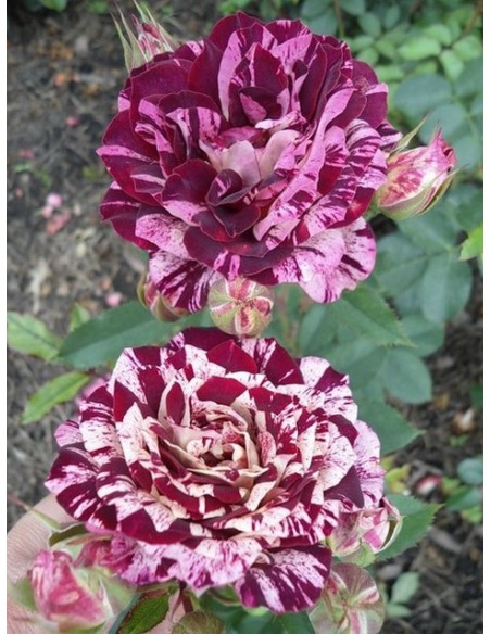 New Imagine wielobarwne róże rabatowe