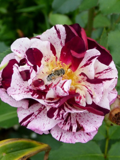 róże rabatowe New Imagine