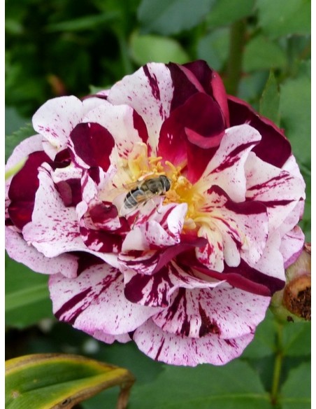 róże rabatowe New Imagine