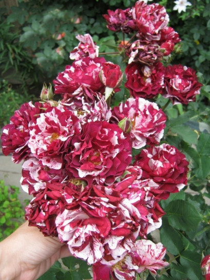 New Imagine róze rabatowe