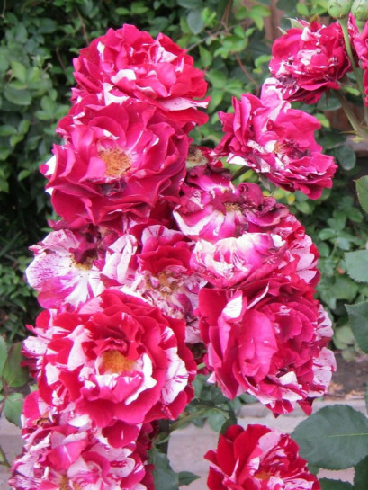 rabatowe róże New Imagine