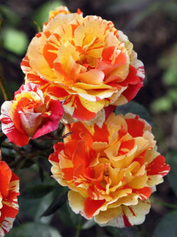 Oranges and Lemons róże rabatowe