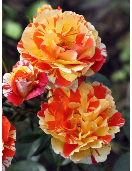 Oranges and Lemons róże rabatowe