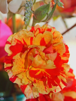 Oranges and Lemons róże rabatowe 2