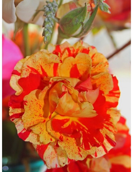 róże rabatowe Oranges and Lemons