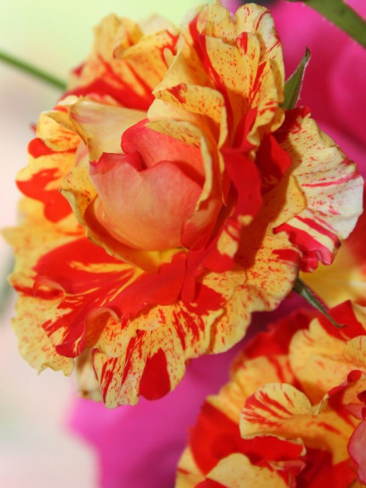 Oranges and Lemons roze rabatowe