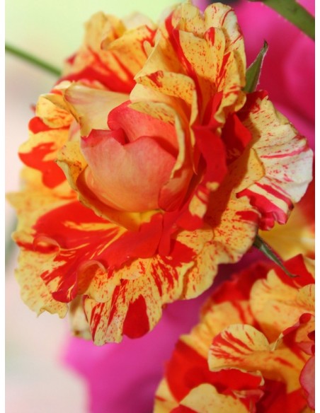 Oranges and Lemons roze rabatowe