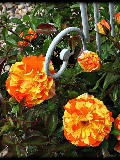 róże rabatowe Oranges & Lemons