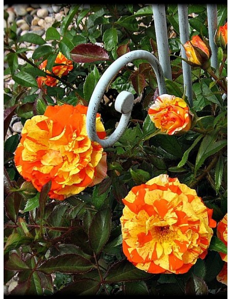 róże rabatowe Oranges & Lemons