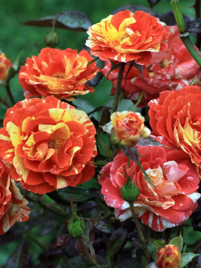 róże rabatowe Oranges and Lemons