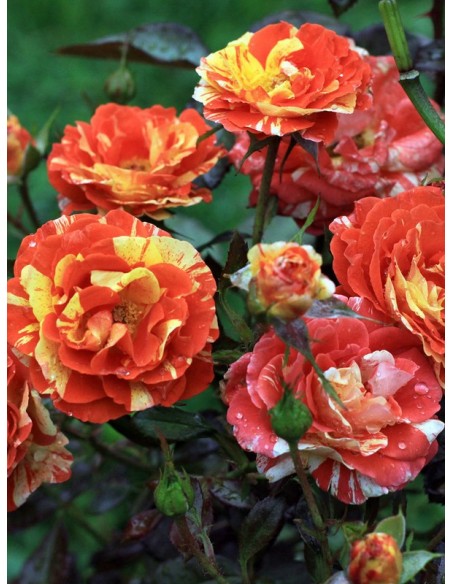 róże rabatowe Oranges and Lemons