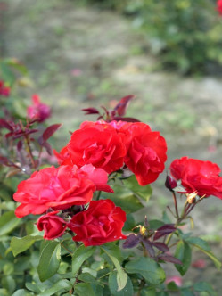 czerwone róże satchmo 2