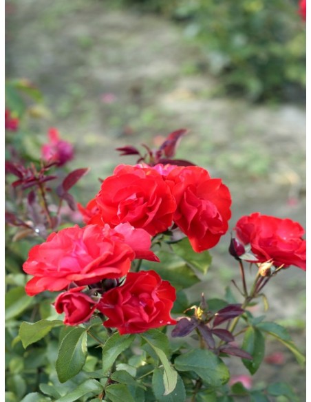 Satchmo róża rabatowa