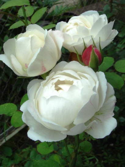 Auscat róże angielskie białe
