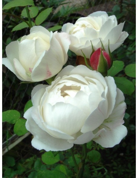 Auscat róże angielskie białe
