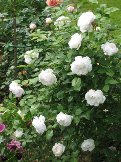 róze angielskie białe Auscat