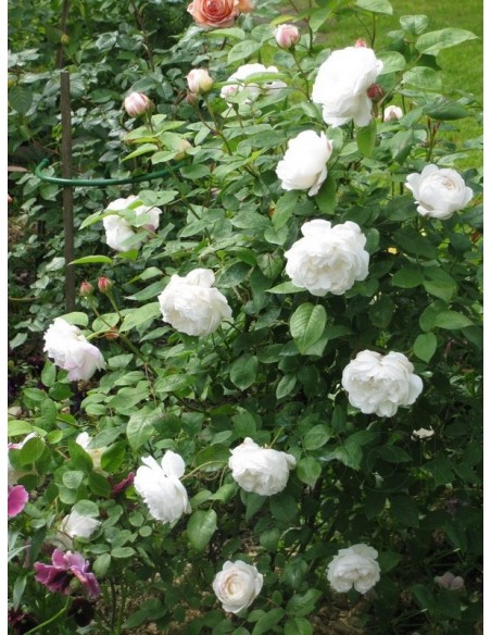 róze angielskie białe Auscat