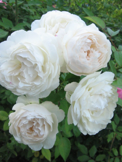 białe róze angielskie Auscat