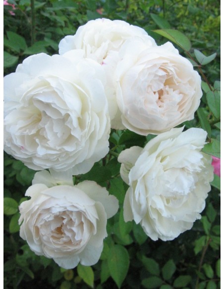 białe róze angielskie Auscat