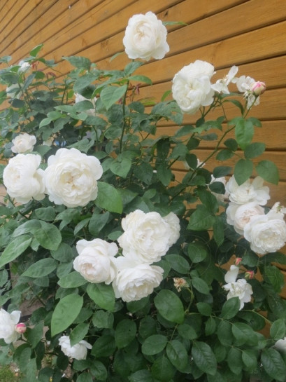 białe angielskie róze Auscat