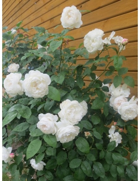 białe angielskie róze Auscat