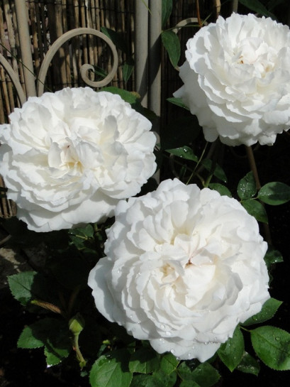 Auscat białe róze angielskie