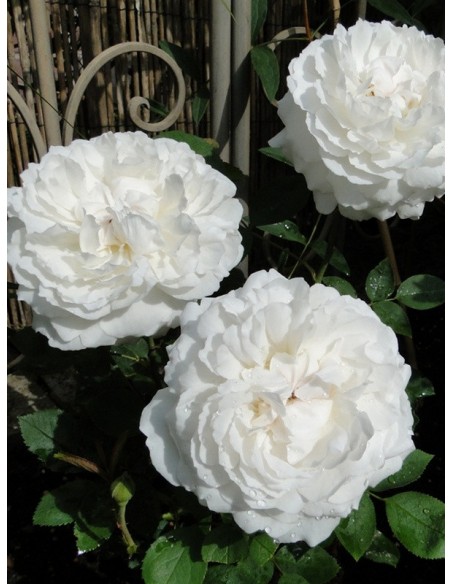 Auscat białe róze angielskie